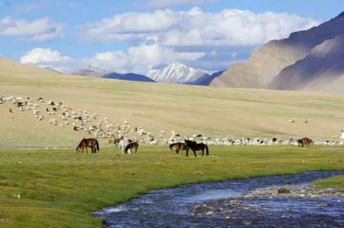 TREKKING IN LADAKH | CHANGTANG 2017